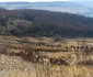 Prima pădure de nuci din România - la Copşa Mică - Sibiu Foto Adevărul - credit Tăşuleasa Social