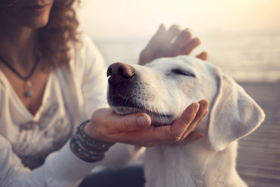 Țara în care animalele de companie vor avea propriul lor avocat. „Dorim să umplem acest gol”