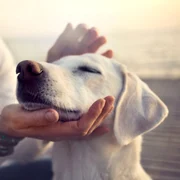 animale de companie jpg