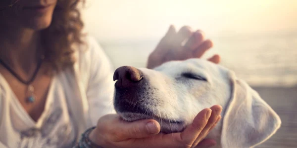 animale de companie jpg