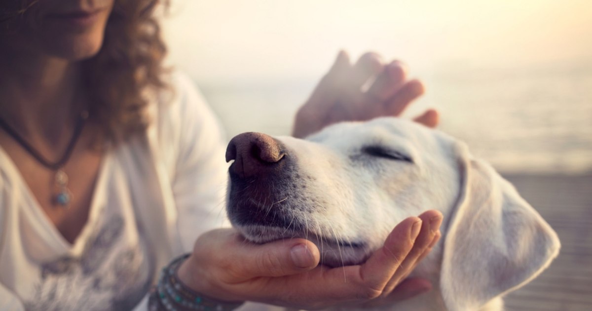 Moartea unui animal de companie poate fi la fel de dureroasă ca pierderea unui membru al familiei, arată un nou studiu