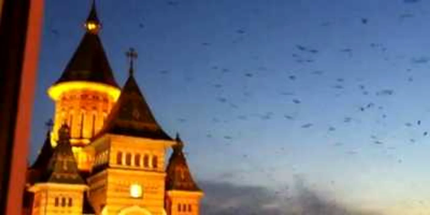 Ciorile au pus stăpânire pe centrul Timişoarei