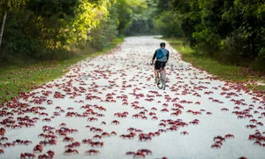insula craciunului jpg