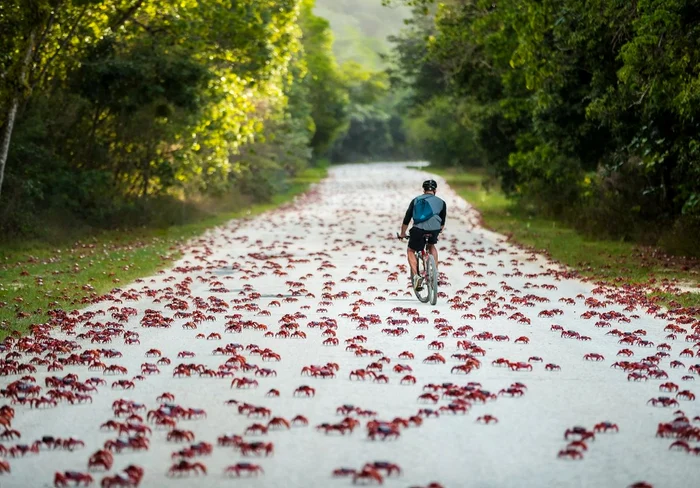 Insula Crăciunului / foto: www.christmas.net.au
