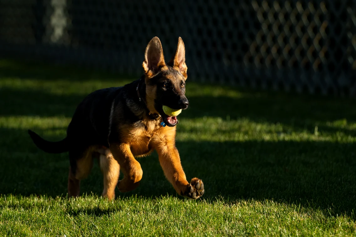 Commander, câinele ciobănesc adoptat de soții Biden în 2012. FOTO: Casa Albă