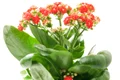 ghiveci cu flori fotolia 7020919 subscription l jpeg