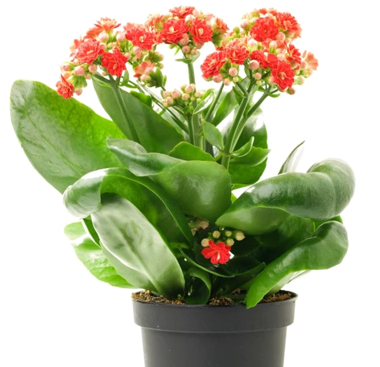 De ce trebuie să îngropi un ou în ghiveciul florilor.
