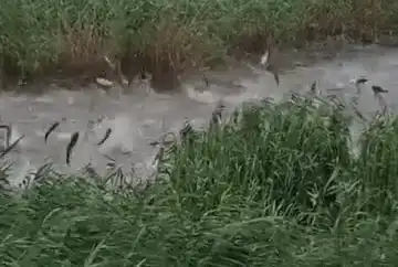 Imagini spectaculoase cu zeci de peşti sărind simultan din apă, pe o baltă din Prahova. „E ca la Untold acolo!”