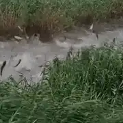GIF pești