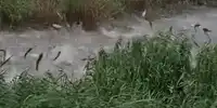 GIF pești