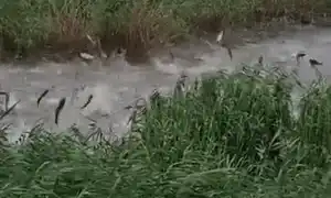 GIF pești