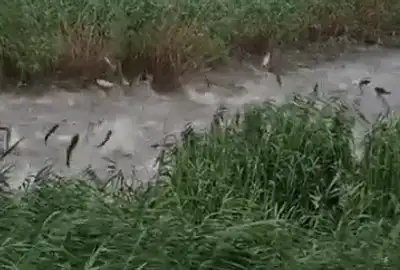 GIF pești