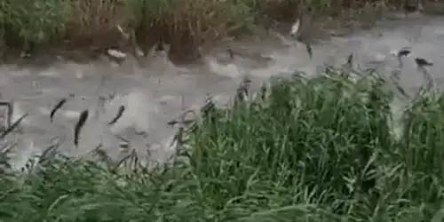 GIF pești