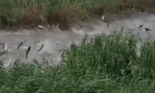 GIF pești