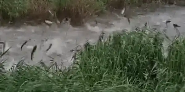GIF pești