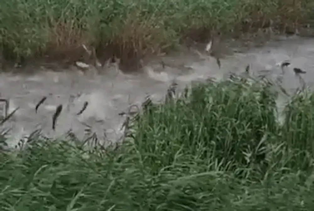 Imagini spectaculoase cu zeci de peşti sărind simultan din apă, pe o baltă din Prahova. „E ca la Untold acolo!”