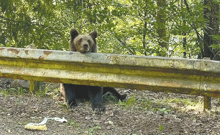 Urșii nu se mai sperie de turiști și circulă nestingheriți