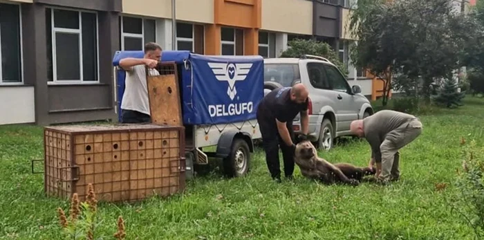 Ursul va fi relocat în zona Veștem / foto: Turnul Sfatului
