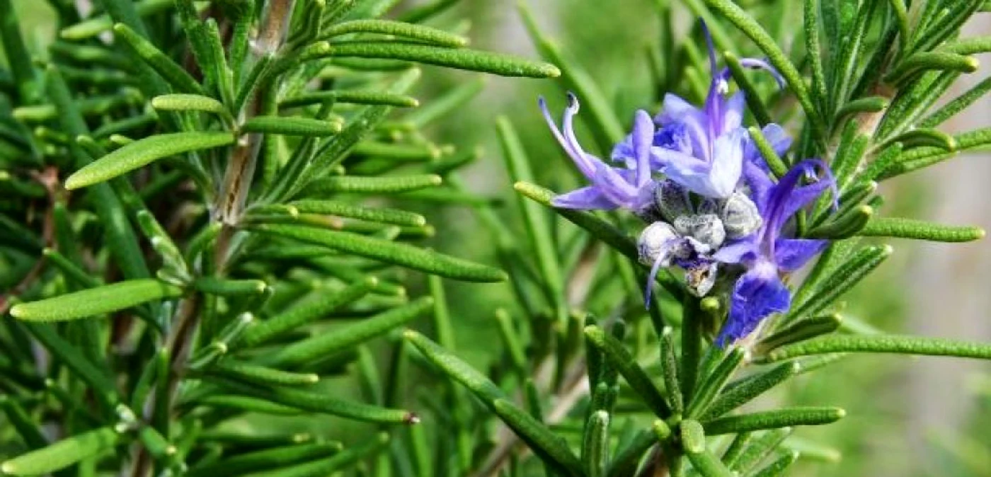 Rozmarinul, primul pe lista plantelor cu efecte miraculoase FOTO Adevărul