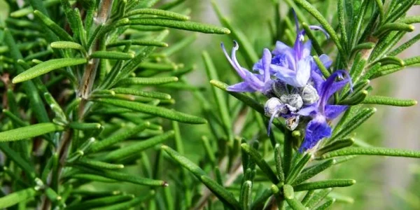 Rozmarinul este supranumit şi ”prinţul aromelor”