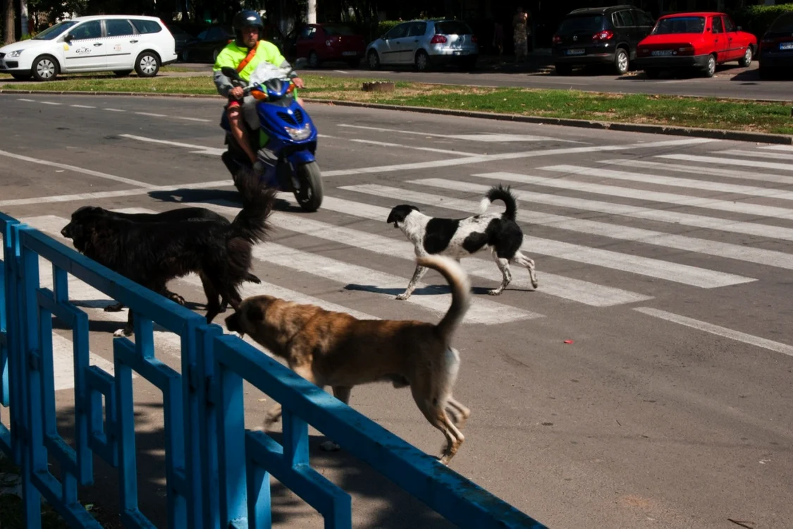 În Capaitală se găsesc, potrivit unor estimări, 60.000 de câini fără stăpân. FOTO Adevărul