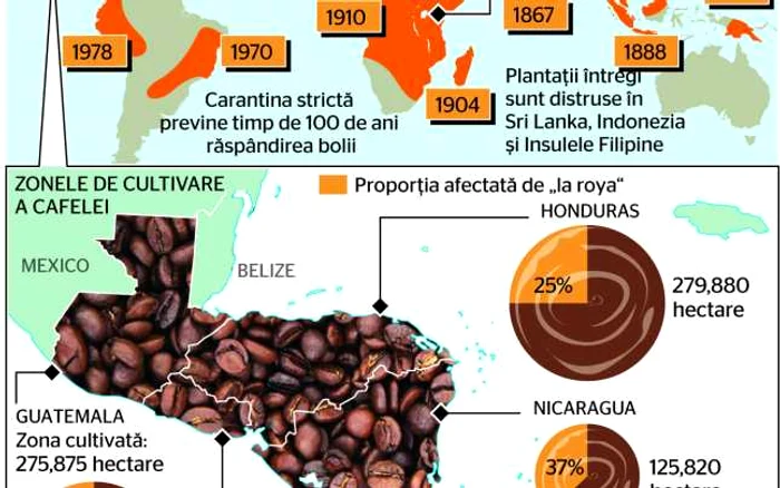 INFOGRAFIE CRIZA CAFEA