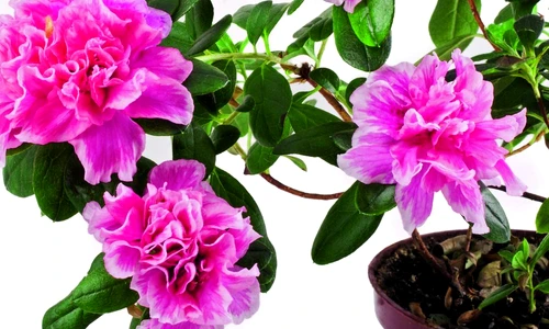 1 61872 original jpg jpeg