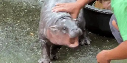 hipo gif