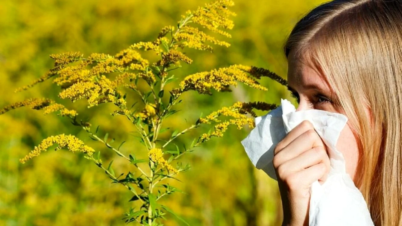 Ambrozia, cea mai alergenă plantă din România FOTO: Arhivă