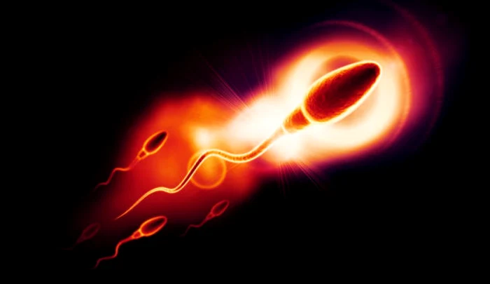 Spermatozoid