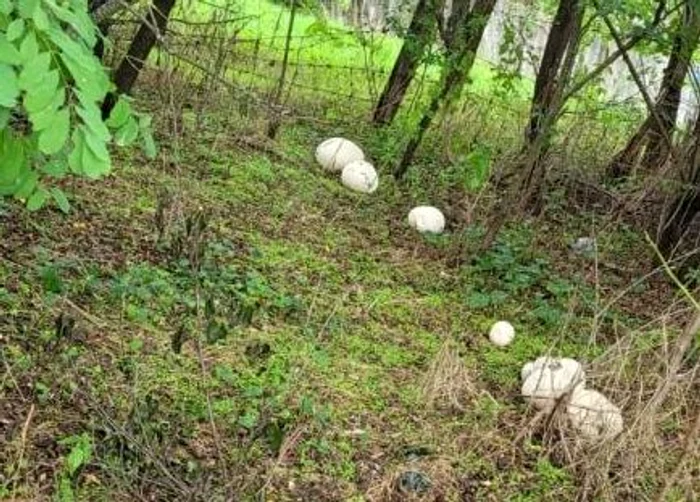 Stranie apariție într-o grădină din Gorj
