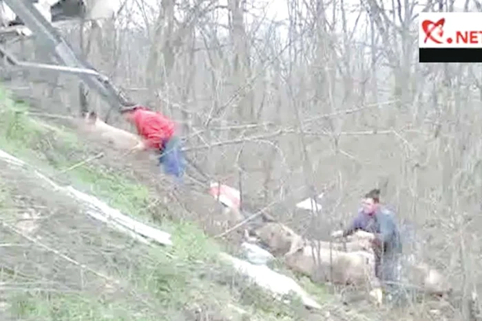 Toate animalele au supravieţuit în urma căzăturii (FOTO: MEDIAFAX / CAPTURI REALITATEA.net)