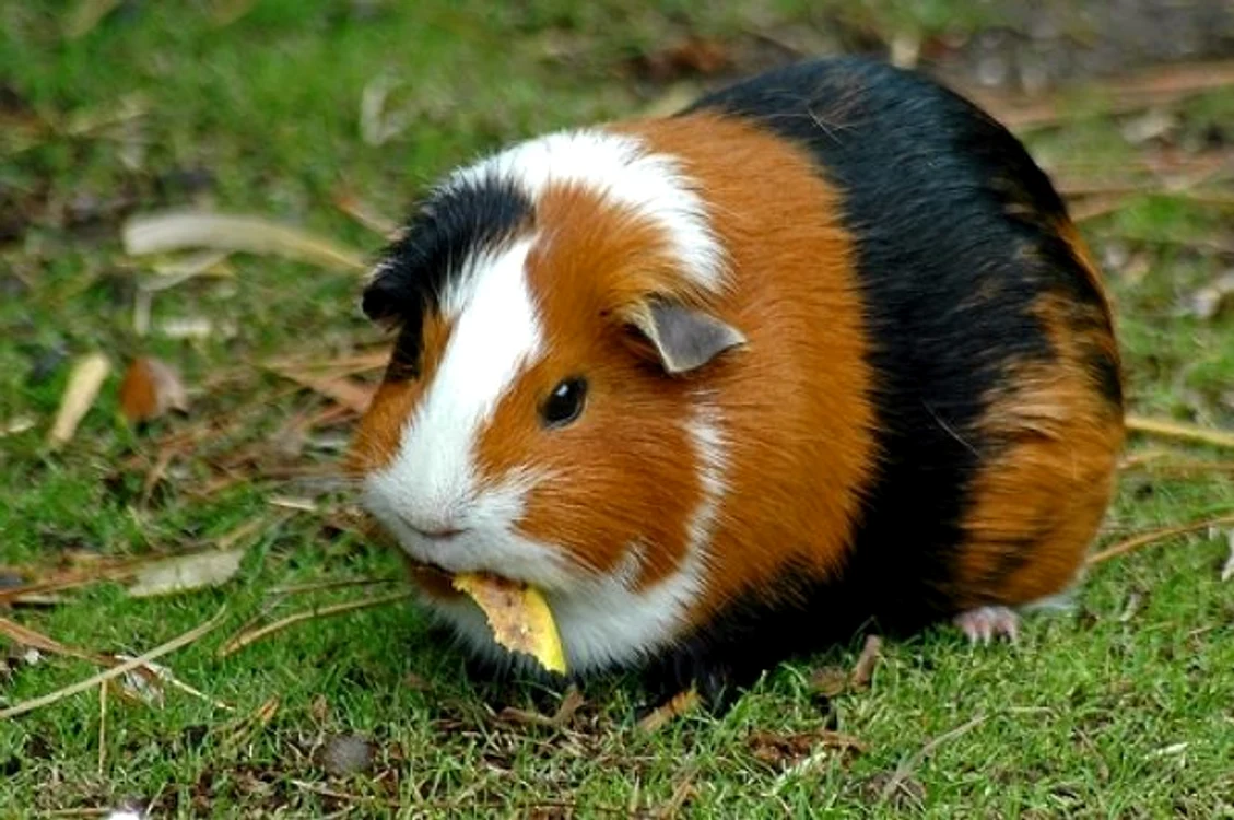 Porcuşorii de Guineea sunt printre cele mai colorate şi cele mai mici animale de companie