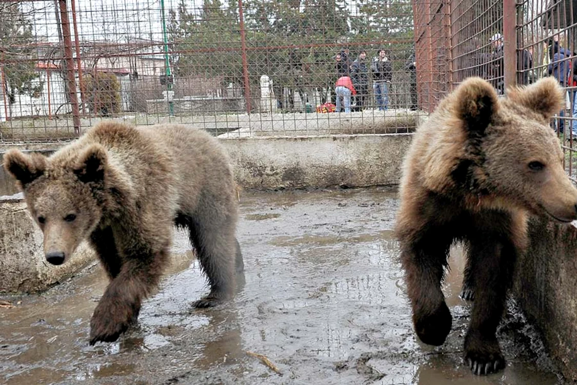 Leul Symba şi familia sa sunt acum găzduiţi de Zoo Bucov