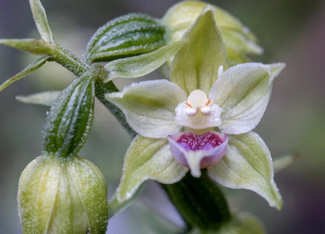 Specie nouă de orhidee în Bucegi - Epipactis bucegensis. FOTO sor.ro