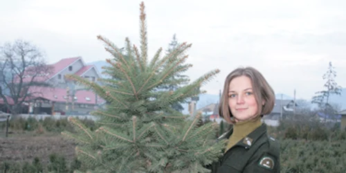 Pomii la ghiveci vor fi vânduţi la ocoalele silvice