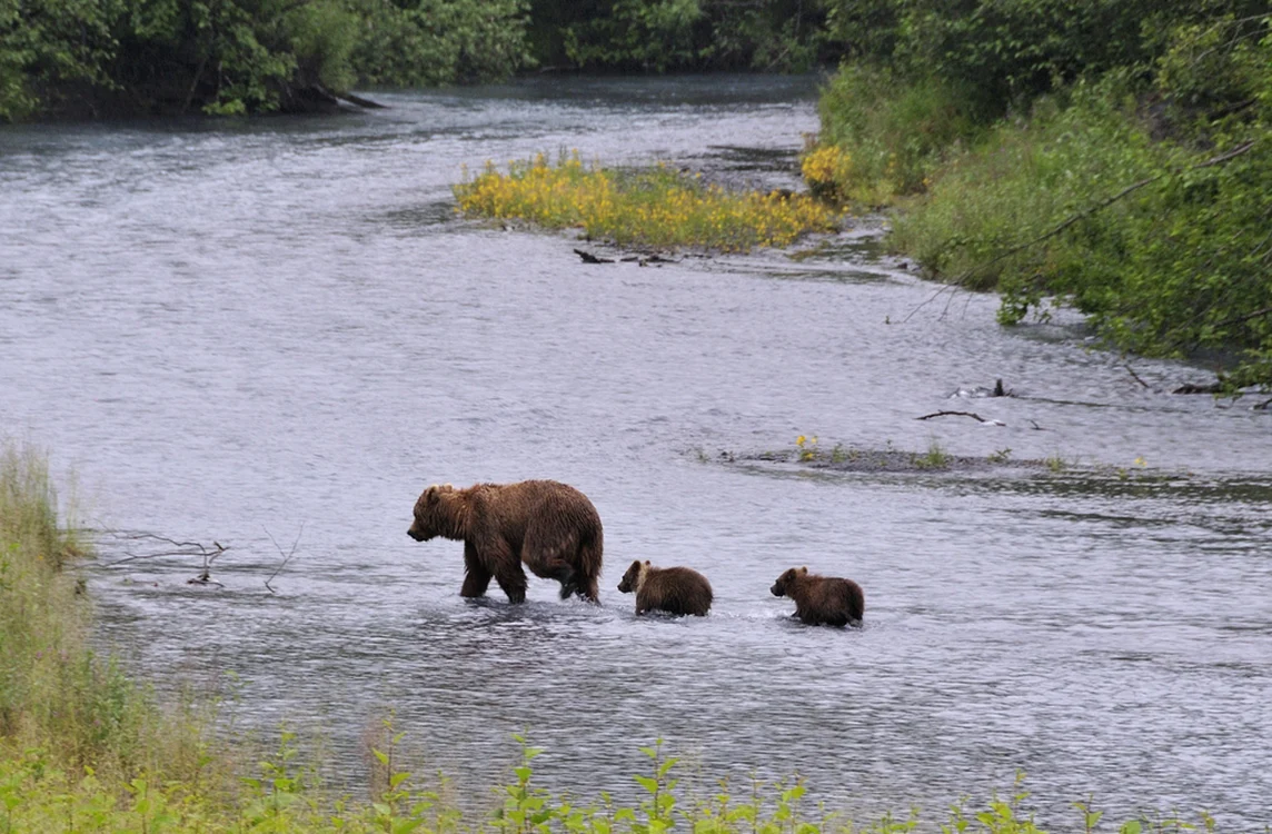 Ursoaică surprinsă traversând râul cu puii Foto ilustrativă Flickr