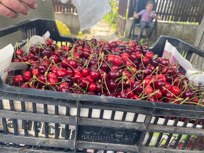 Cireșe de mai în Păulești. Cât costă prețioasele fructe scoase la vânzare la marginea drumului