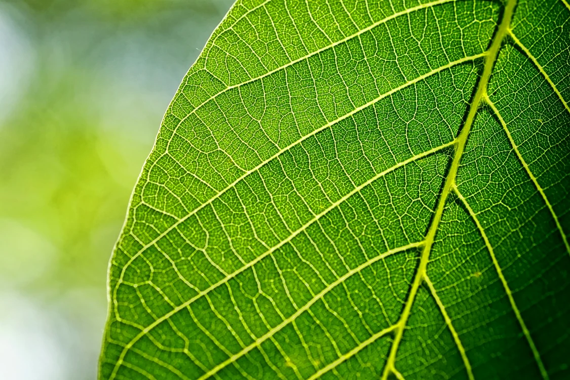 Frunză de nuc / foto: Pixabay