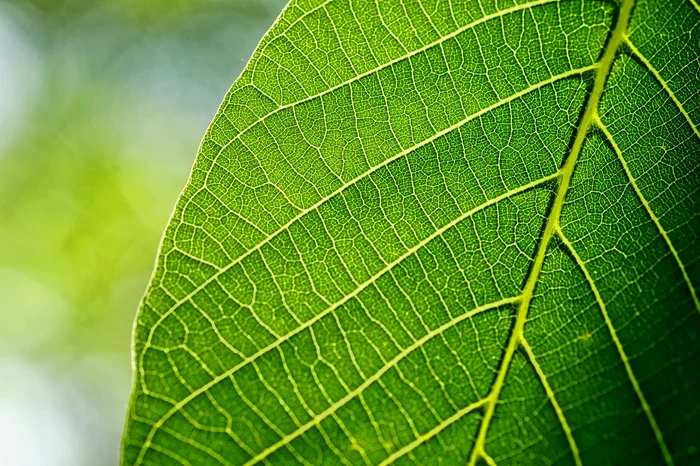 Frunză de nuc / foto: Pixabay