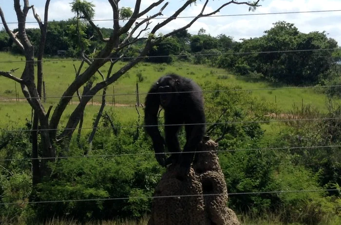 Oana s-a îndrăgostit de unul dintre cimpanzeii aflaţi în apropierea junglei "Sunt celebru, scoate-mă de aici"