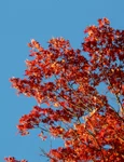 O grădină plină de culoare indiferent de sezon – Iată ce arbori ornamentali îți pot îmbogăți grădina pe toată perioada anului! jpeg