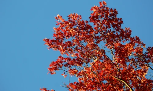O grădină plină de culoare indiferent de sezon – Iată ce arbori ornamentali îți pot îmbogăți grădina pe toată perioada anului! jpeg