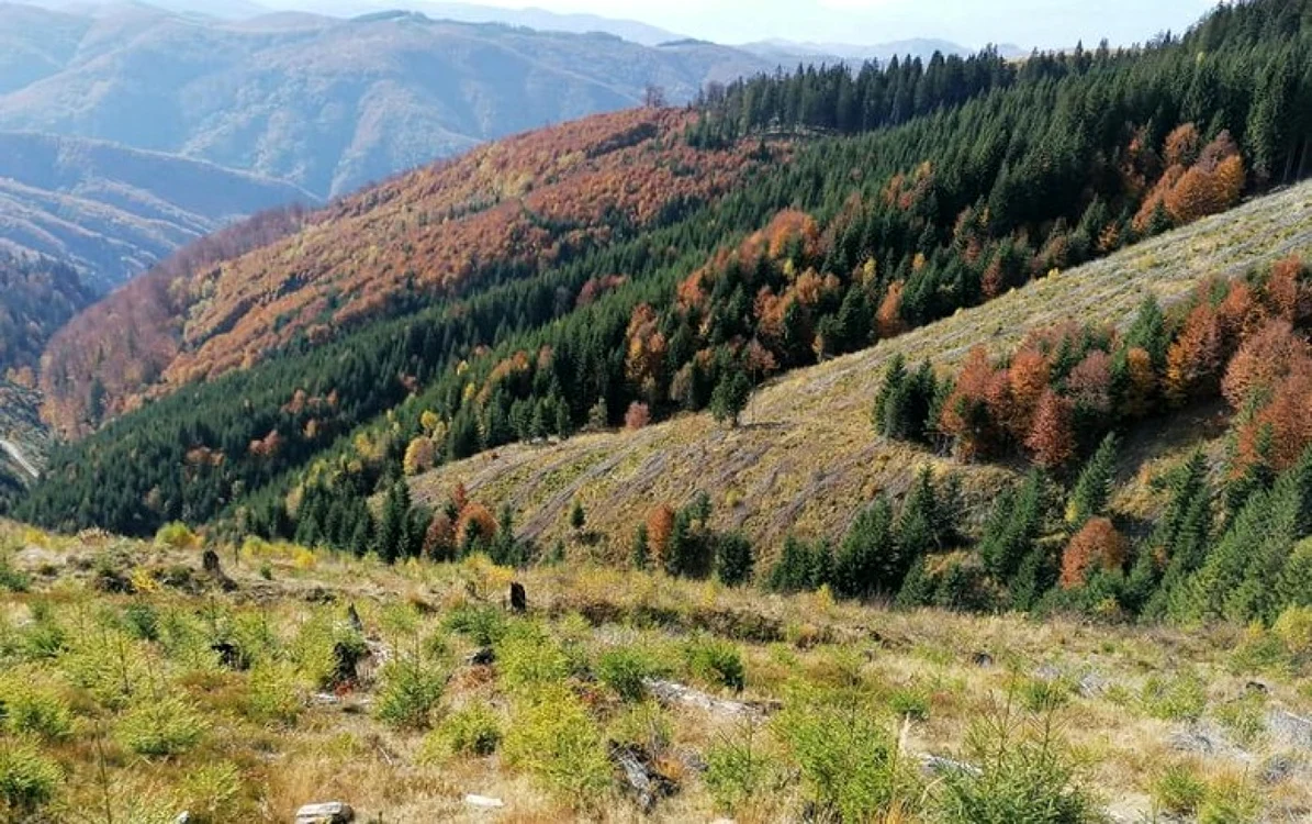 Foto: Ocolul Silvic Orăştie