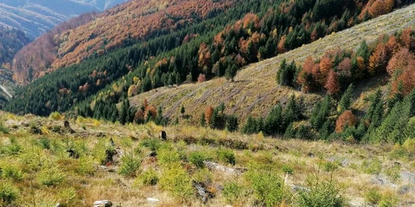 padure godeanu foto ocolul silvic orastie