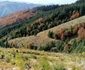 padure godeanu foto ocolul silvic orastie