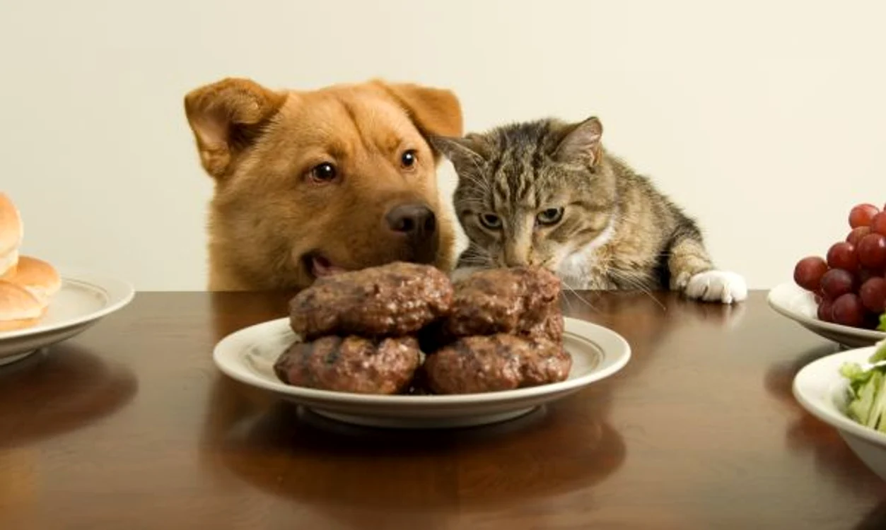 
    Animalele de companie trebuie să fie hrănite cu mâncare specială pentru ele, nu cu alimente pe care le consumi tu  