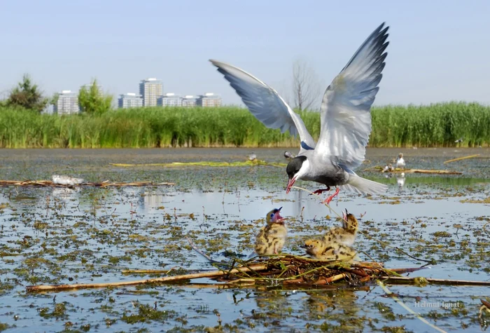 Delta Văcăreşti FOTO Helmut Ignat