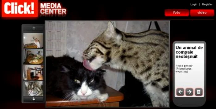 Galerie foto - Pisica pescar