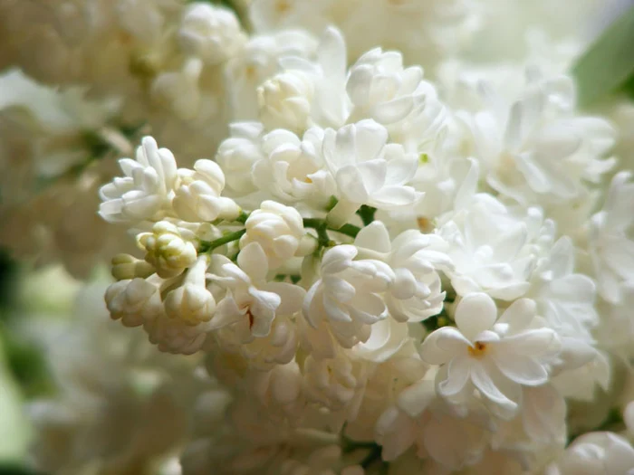 Liliacul alb tratează arsurile provocate de lichide fierbinţifoto: Click!